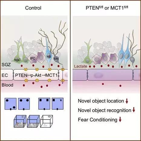 癫痫医学新突破,脑科学对于精神病的最新研究