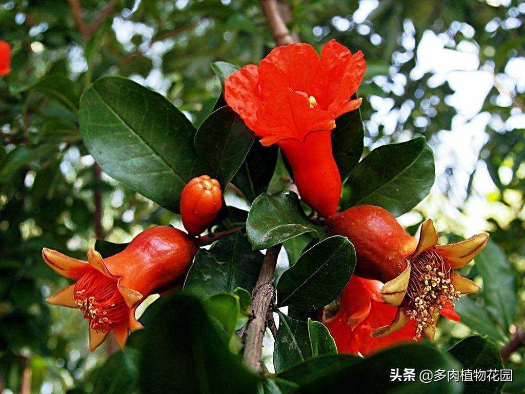 石榴树的养护知识,什么石榴树果子长得又大又甜