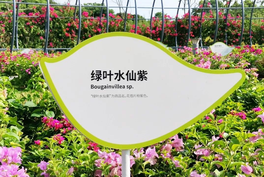 深圳最美簕杜鹃谷公园花海,宝安区花海赏花景点