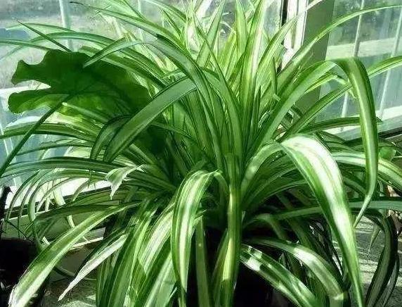 吊兰，是喜阴还是向阳，很多人弄错了，难怪总爱黄叶