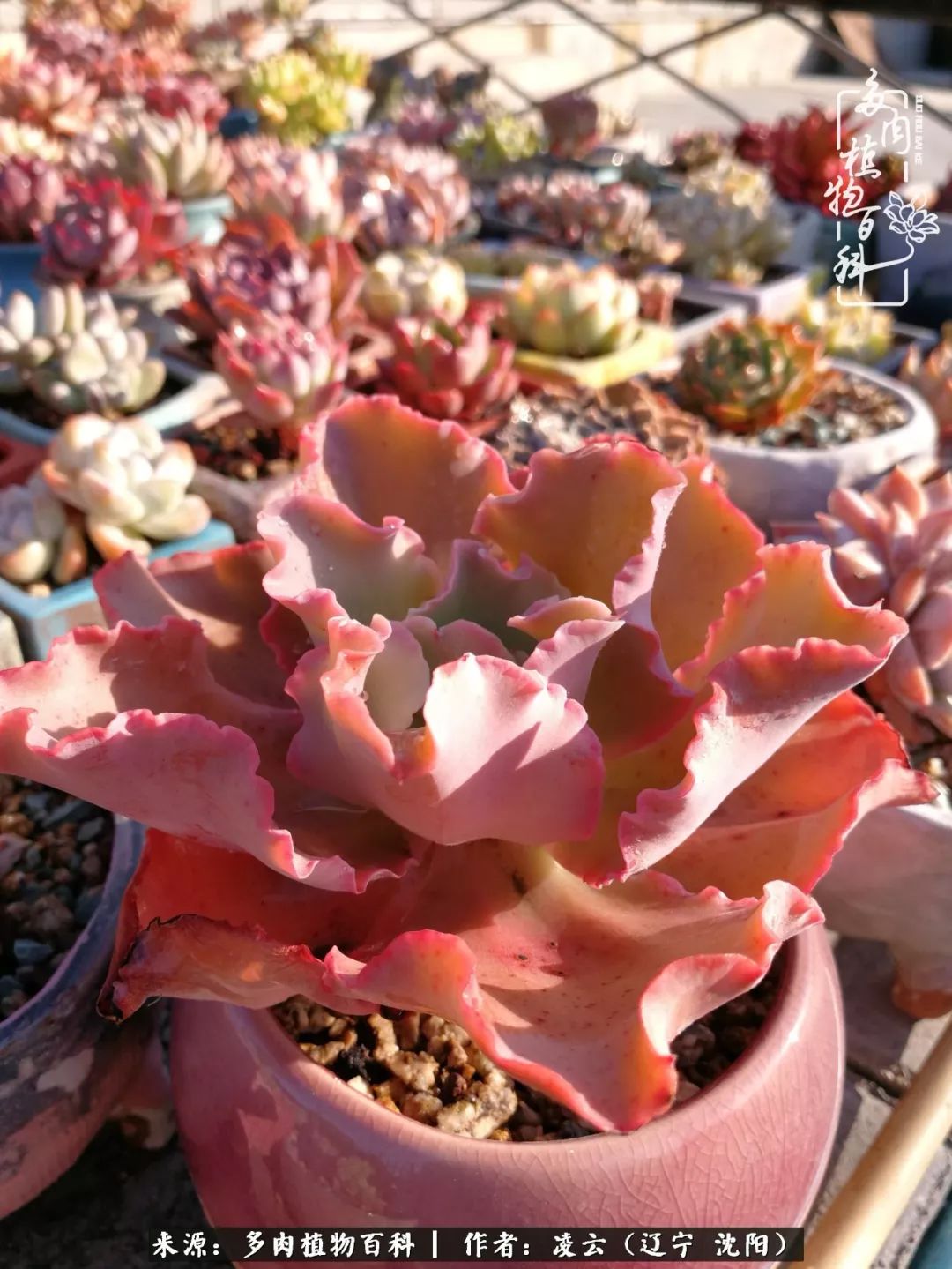 秋闲赏多肉，话育儿，亲生的自家娃，总有一刻让你怦然心动