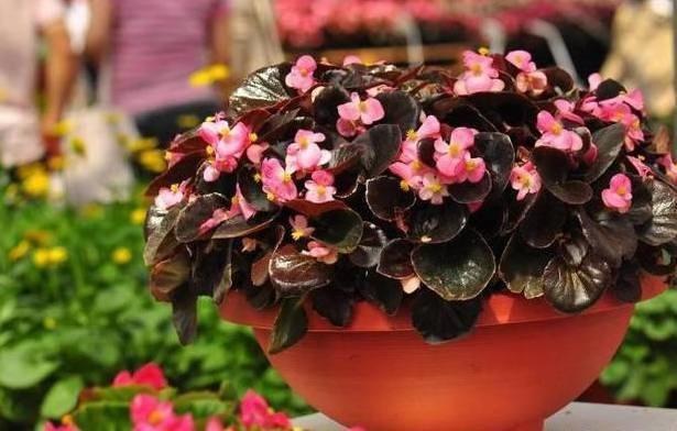 海棠怎么让它长侧芽,如何修剪海棠让花露出来