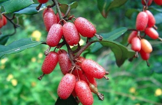 1分钟挑战认出10种罕见水果,5种难得一见的稀有水果