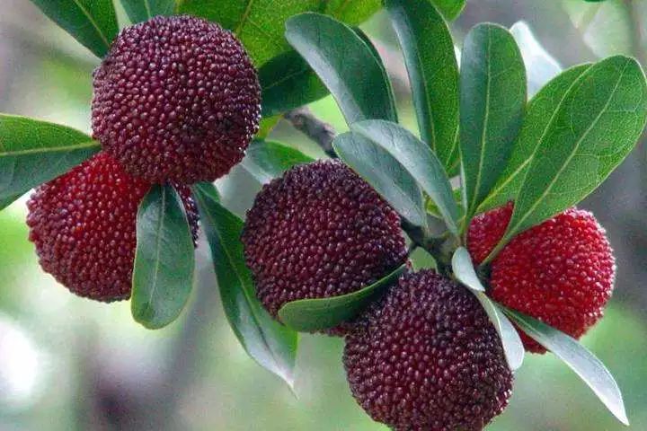 山如碧浪翻江去译文,山如碧浪翻江去下一句