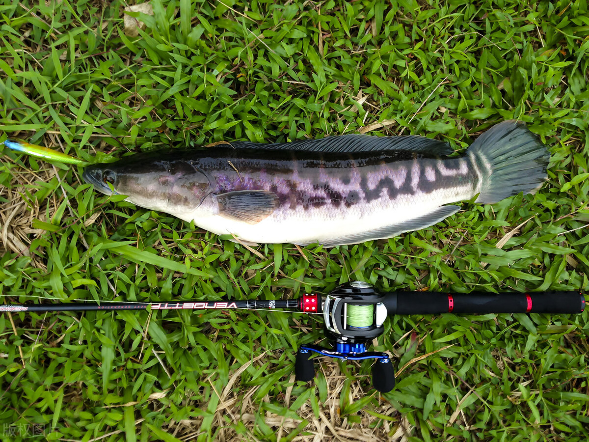 钓路亚新手必须知道的知识,新手路亚钓鱼入门应该钓什么鱼