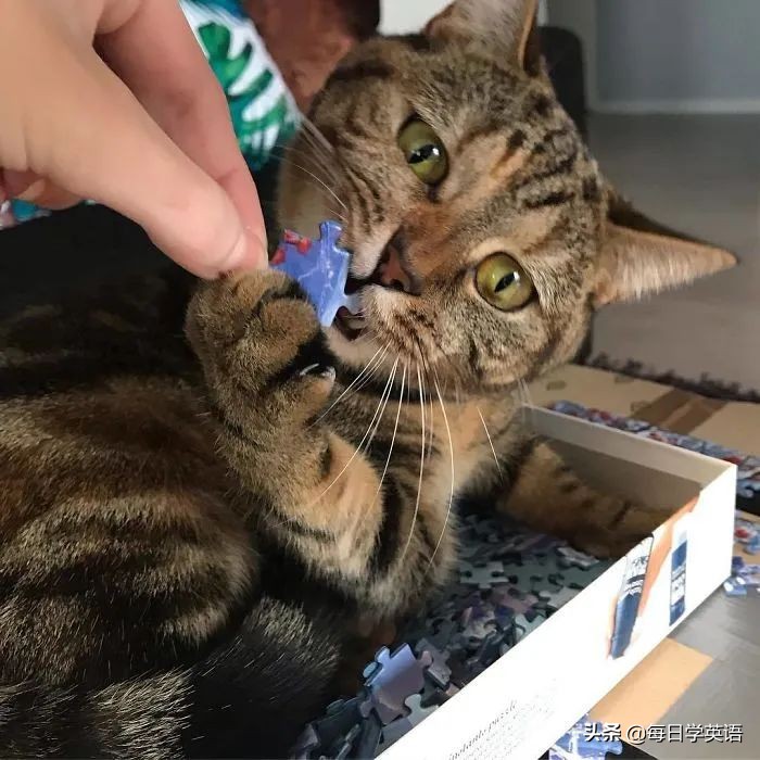 如何和家猫互动,怎样和猫共同拼图