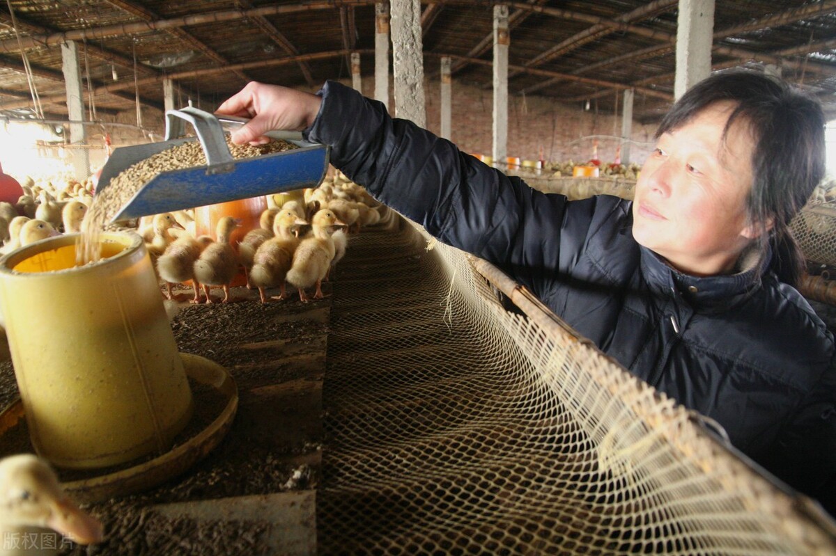 白条鸭为什么夏天价格猛涨,白条鸭和散养鸭的区别在哪里