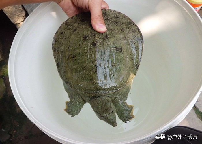 钓鱼人常见的几种鱼,钓鱼人最怕碰到的七种鱼