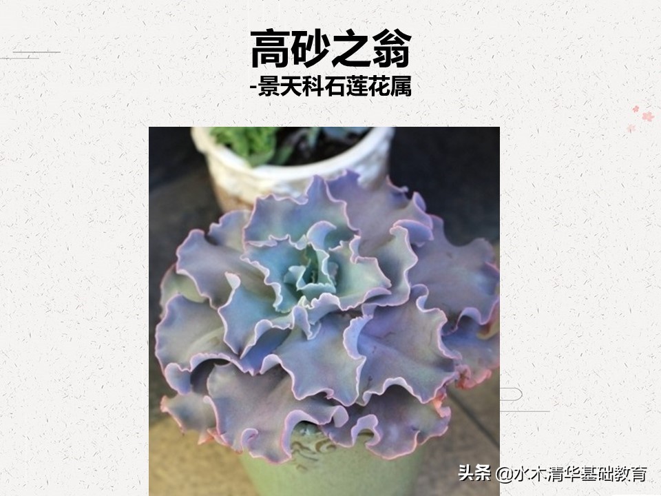 梦幻女王多肉植物百科图谱,原产地多肉植物图谱pdf