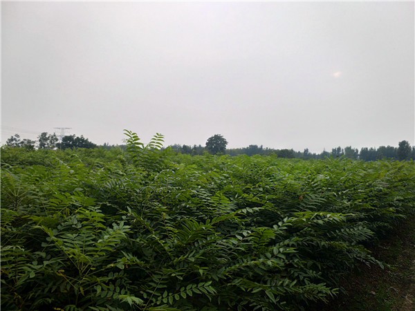 露地四季红油香椿种植技术及前景,香椿种植高产技术很全面建议收藏