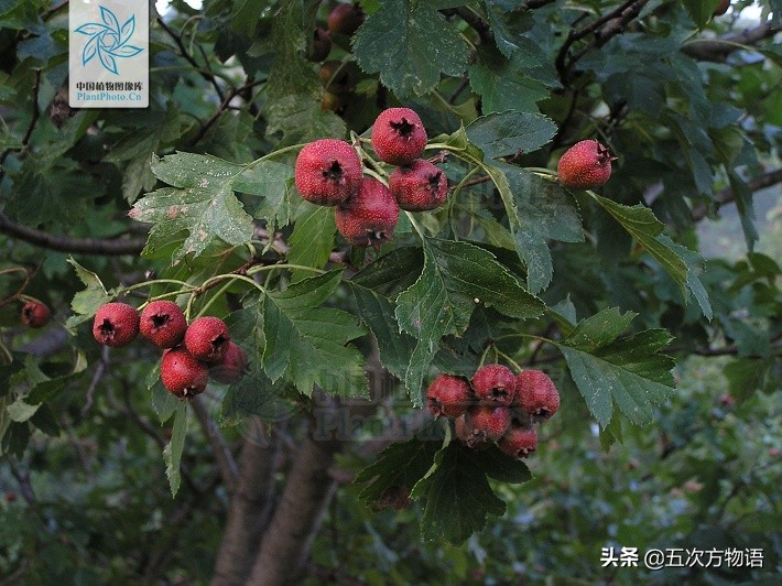 凤梨就是菠萝吗,凤梨就是番荔枝吗