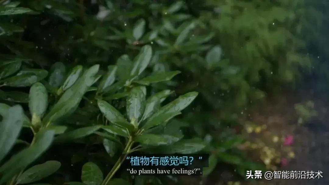 神奇“树联网”,地球本身是一个巨大的超生物体