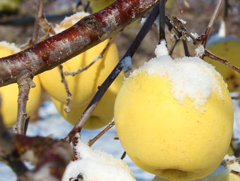 夏天吃什么水果解暑又解馋,炎热夏天吃哪些水果好吃