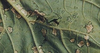 甜瓜叶斑病的防治方法,甜瓜叶斑病的根治方法