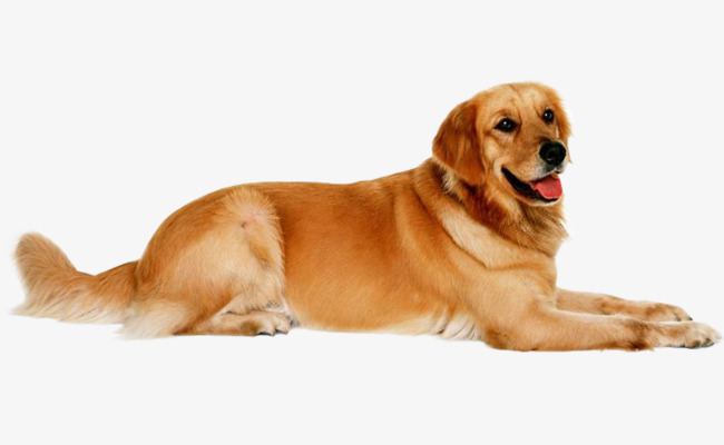 各种犬的性格分析,中型犬性格好的有哪些