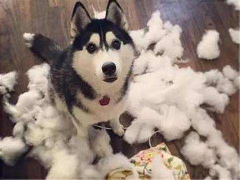 哈士奇拆家的能力到底有多强,二哈拆家和哈士奇拆家谁更厉害