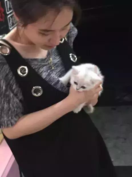 史上最走心的养猫攻略，内附大量经验之谈，全篇干货