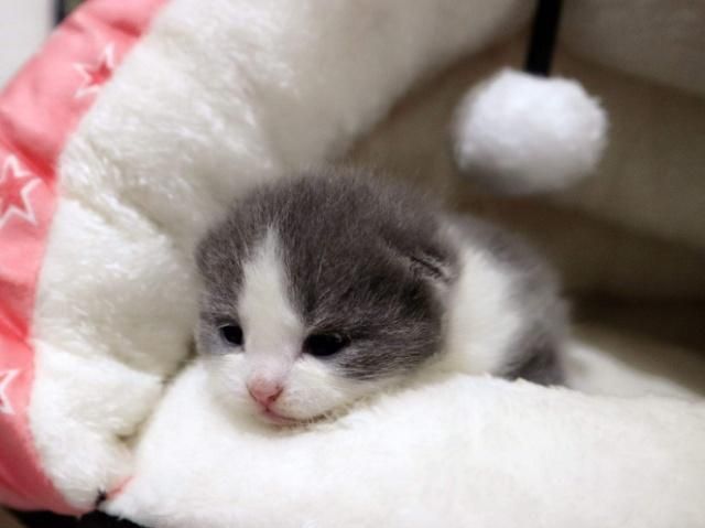 英国短毛猫的种类特别多，哪种是你的心头爱？最爱橘色“金胖子”