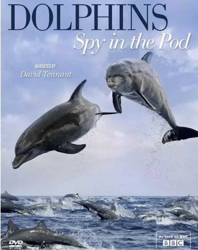 喜羊羊与灰太狼原始世界纪录片,喜羊羊与灰太狼每部片讲述的道理