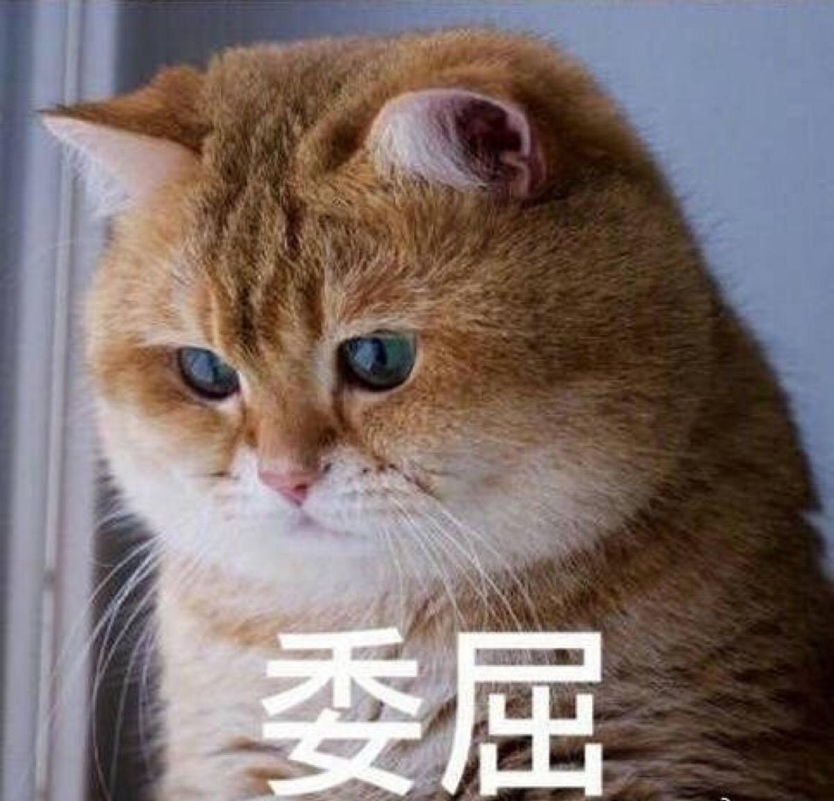 鐜嬫潈2濂崇帇闄涗笅,鐜嬫潈2濂崇帇闄涗笅瀹岀編缁撳眬