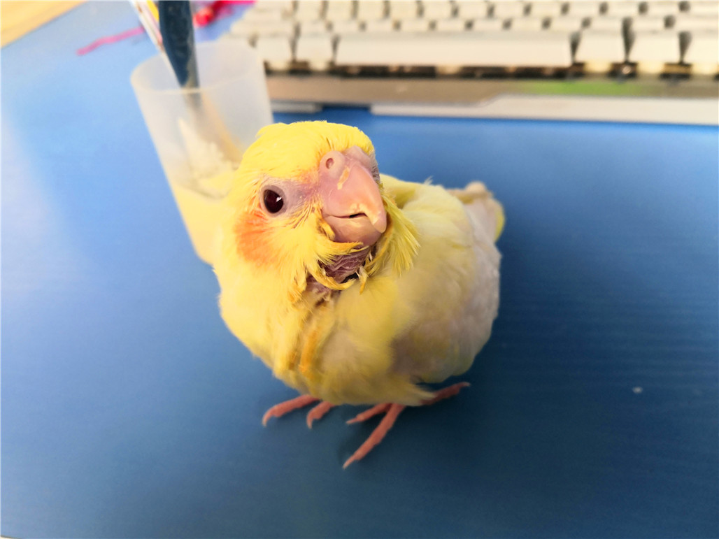 手养玄凤鹦鹉断奶后怎么自己进食,手养玄凤鹦鹉雏鸟多少天断奶