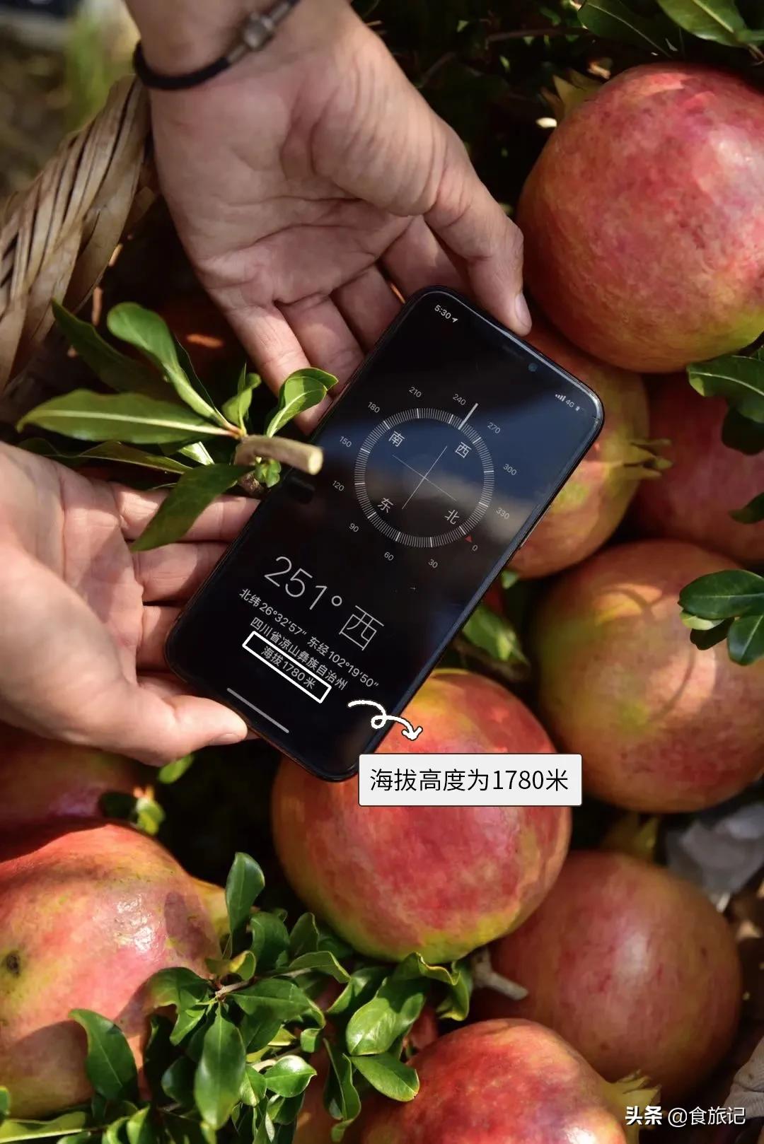 哪种突尼斯软籽石榴最好吃,突尼斯软籽石榴可以喝的石榴