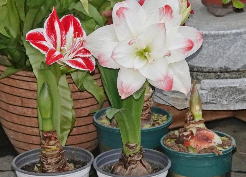 适合9月份养的绿植,四季最好养的10种花