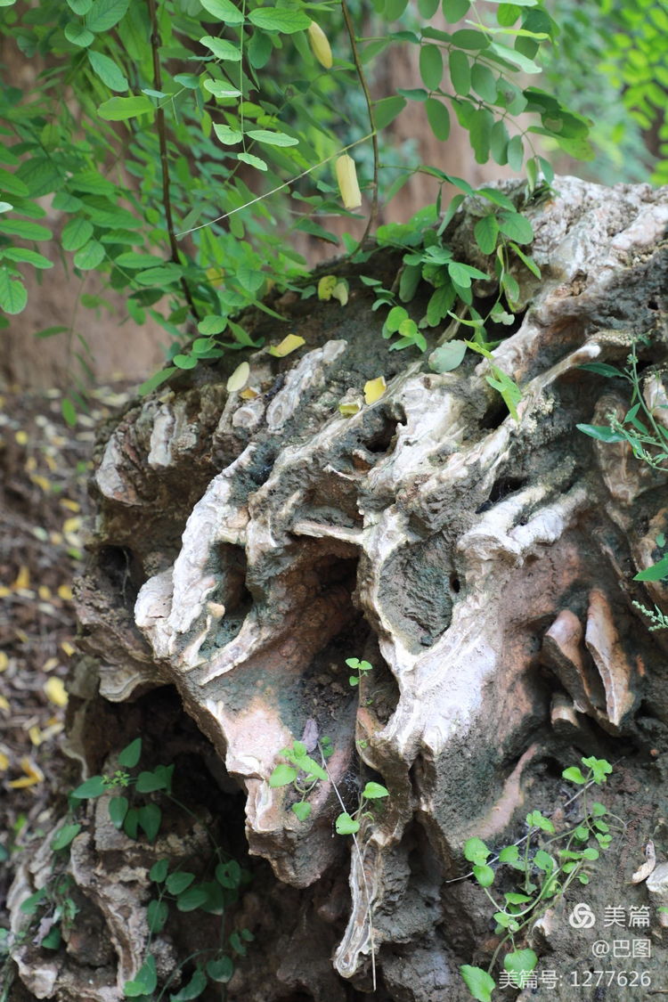 末伏偃师怀旧行，访古春秋时期滑国故城，探幽西天取经唐僧寺