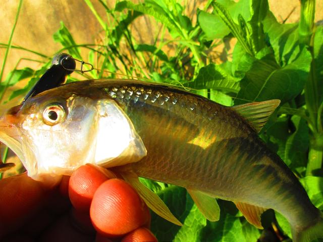 铅头钩和德州钓组哪种好,实战铅头钩最强绑法