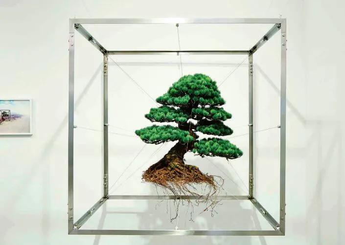 东信花卉简介,东信花树