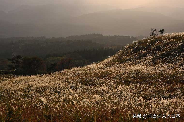 黄金色的芒草，让秋天多了份文艺的风情，日本国内最美芒草名所