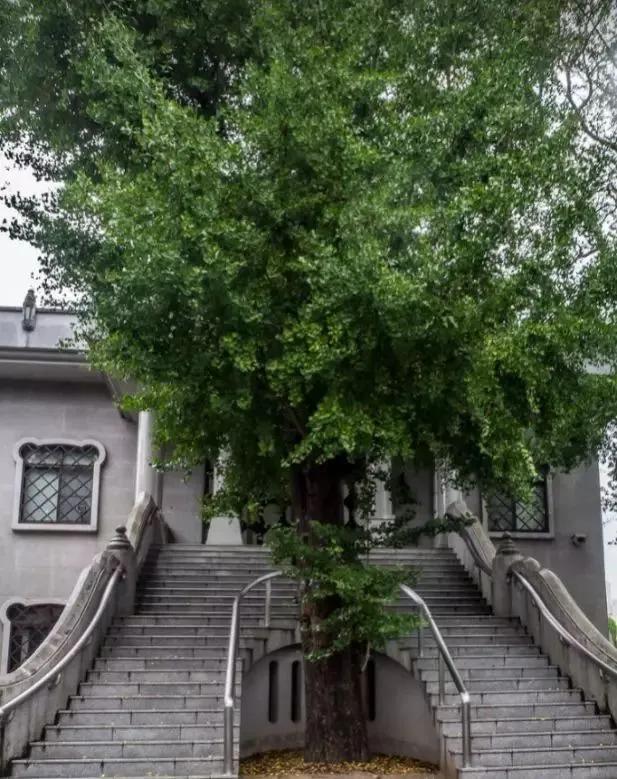 牛柳西芹白果,粤菜芦笋炒黑椒牛柳