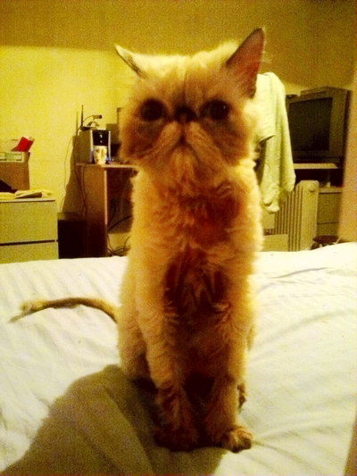 猫咪猫癣的最佳治疗方法,关于猫癣的一点经验