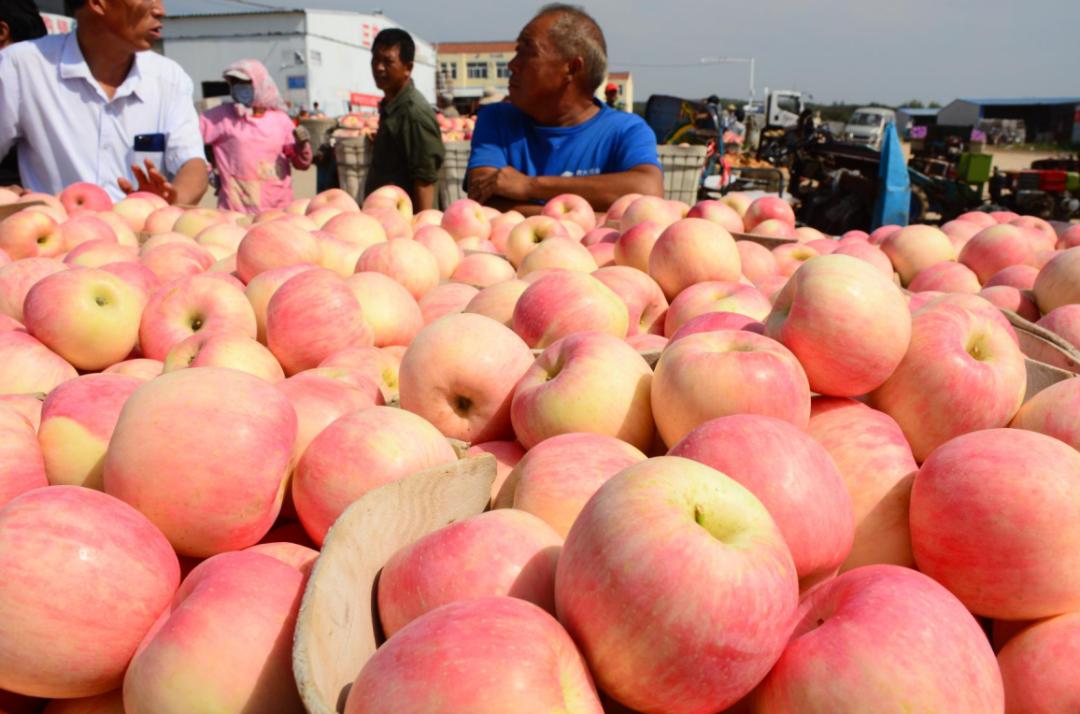 烟台红将军苹果今日价,红将军苹果最新价格行情