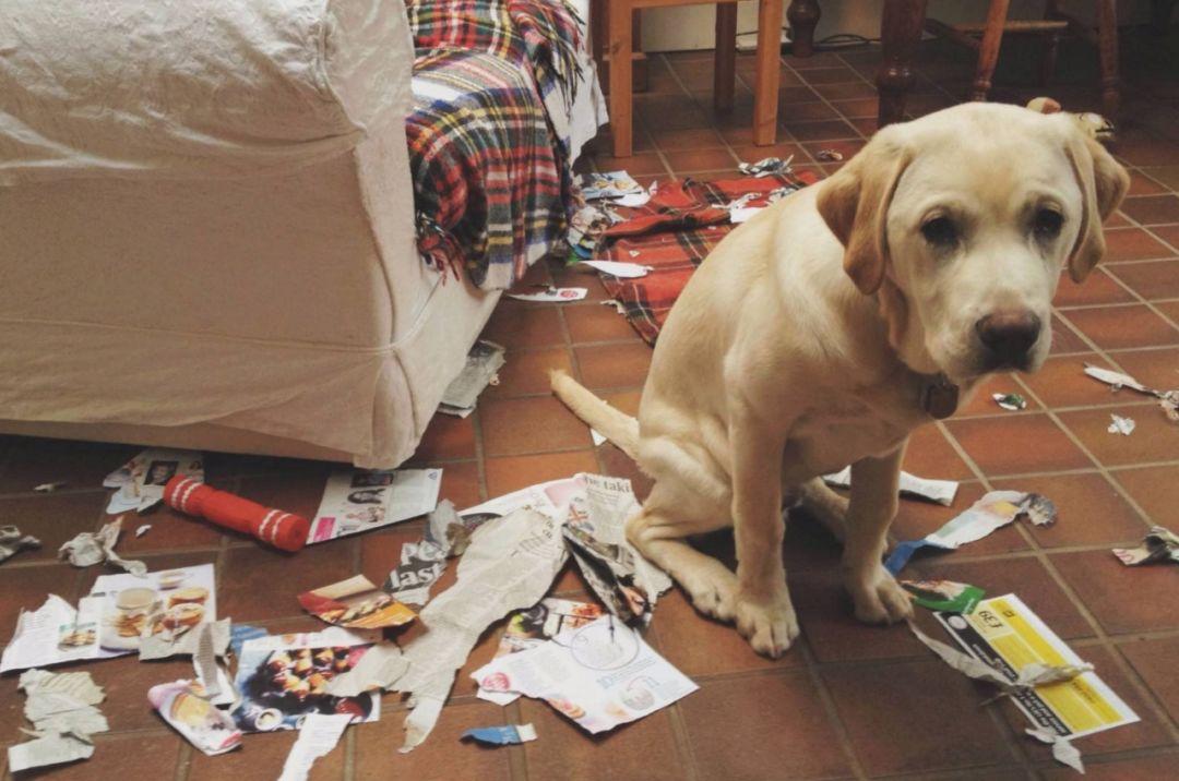 有教养的狗狗不会做这几件事,狗狗有这些行为说明它很需要你