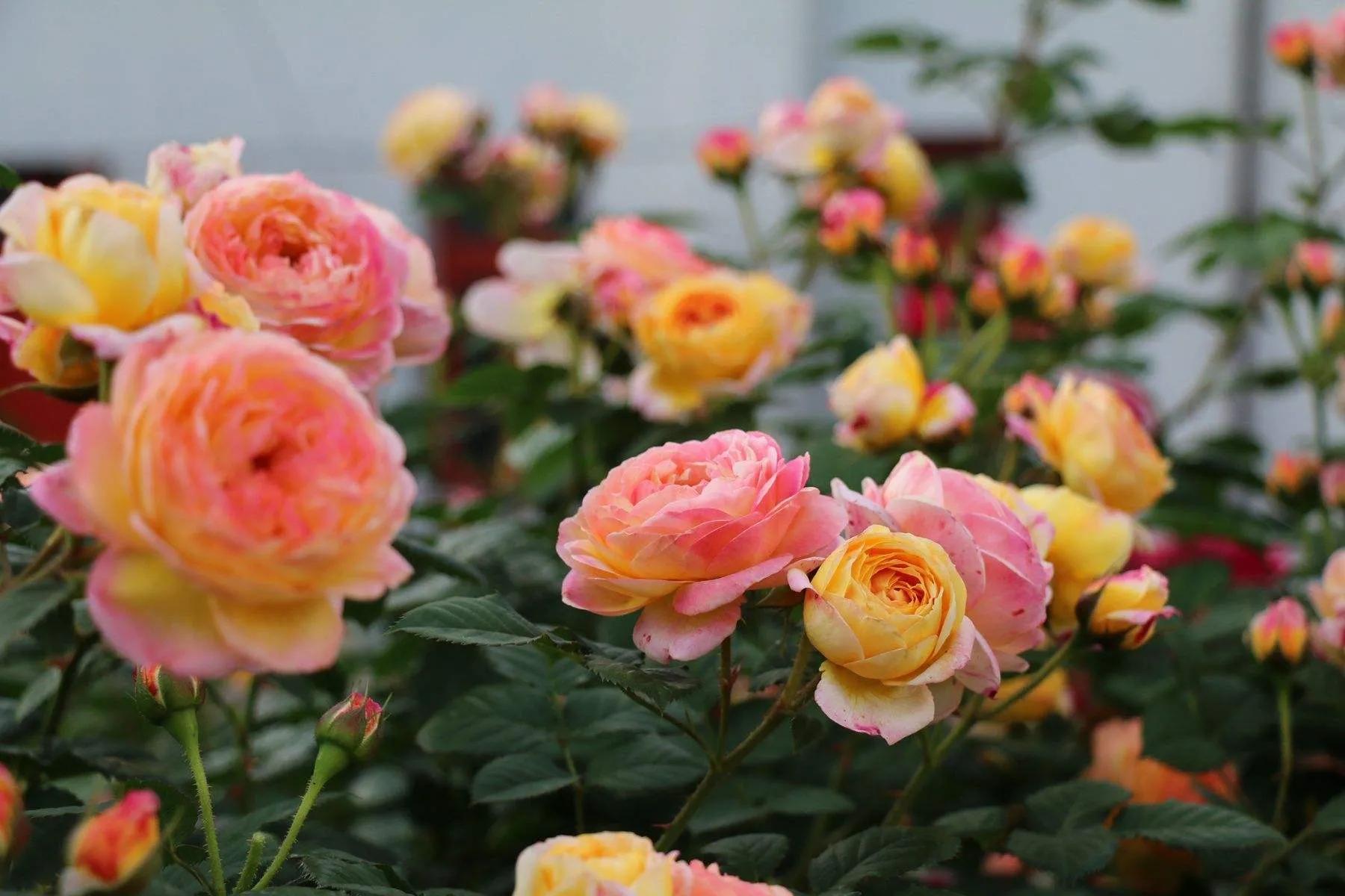 100种月季经典品种,100种经典月季品种