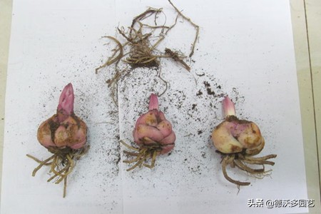 食用百合什么时候种植最好,兰州百合地栽种植详细方法