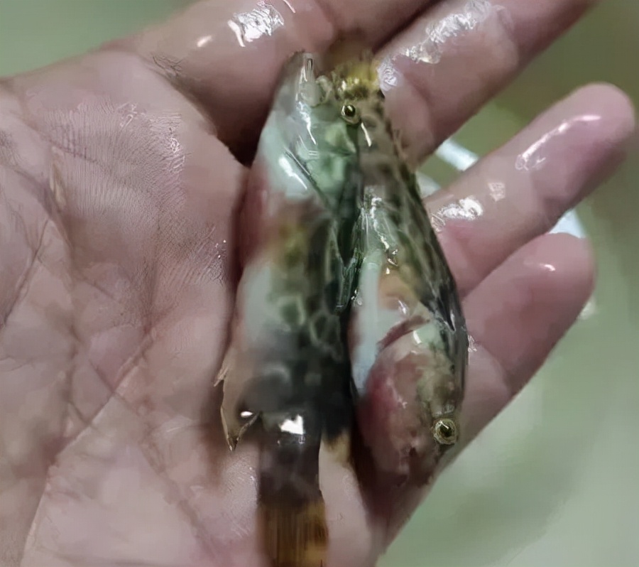 石斑鱼溶藻弧菌怎么治疗,石斑鱼主要病害