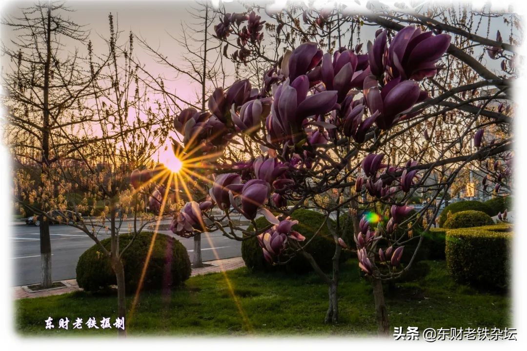 网红美景,网红一棵树樱花园