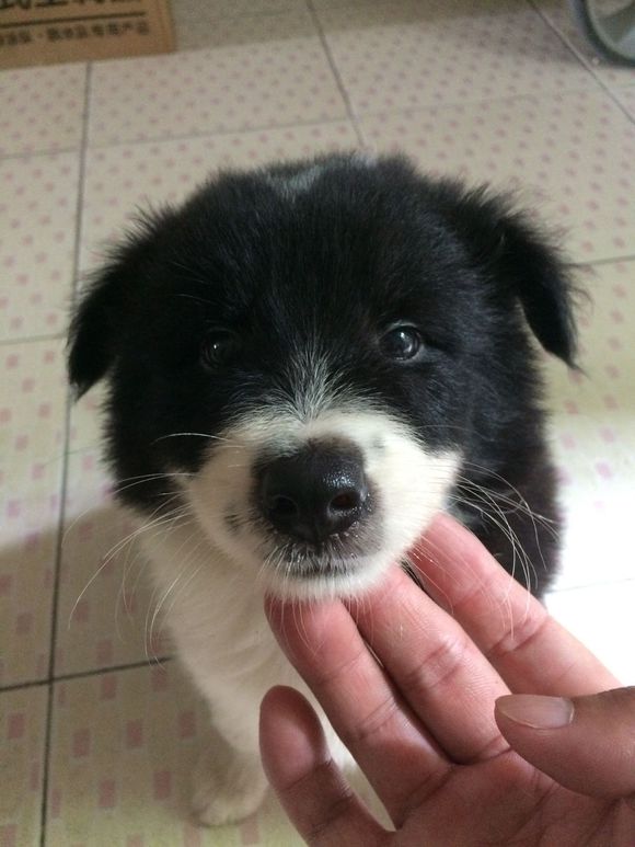 网友表示自己500入了边牧的坑，我看了眼，这个坑还不浅！