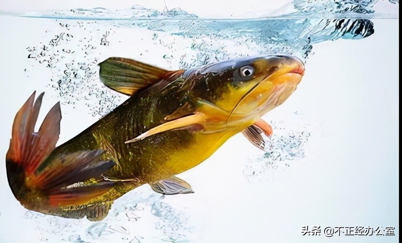 黄颡鱼爆头病怎么治,鱼博士杀菌效果怎么样