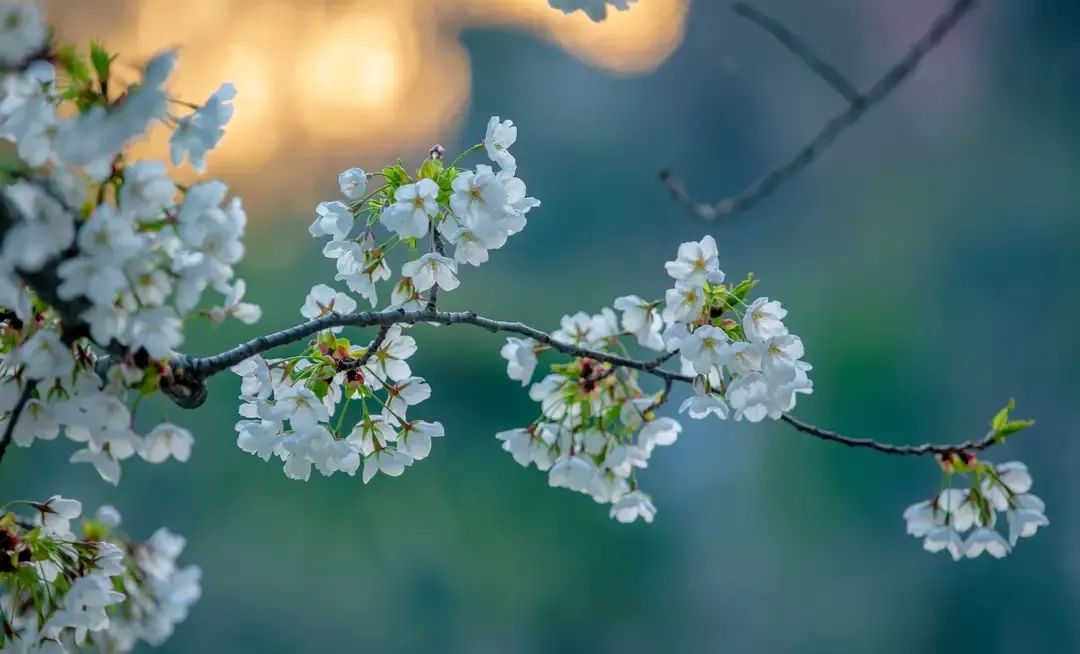 济南3月免费赏花攻略,花都开了济南周边赏花攻略收好