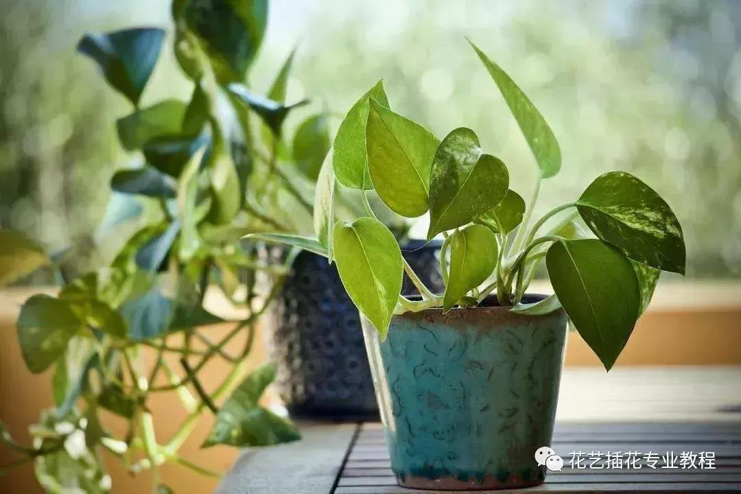 花艺课程绿植教程,花艺种植培训零基础课程入门