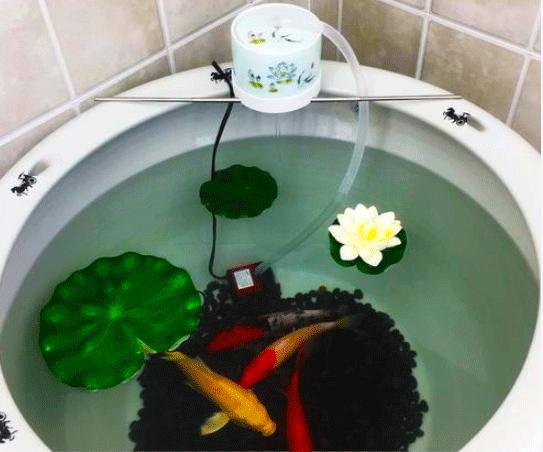 养鲤正能量—新入锦鲤存活率不高怎么办？资深鱼友：过水很重要