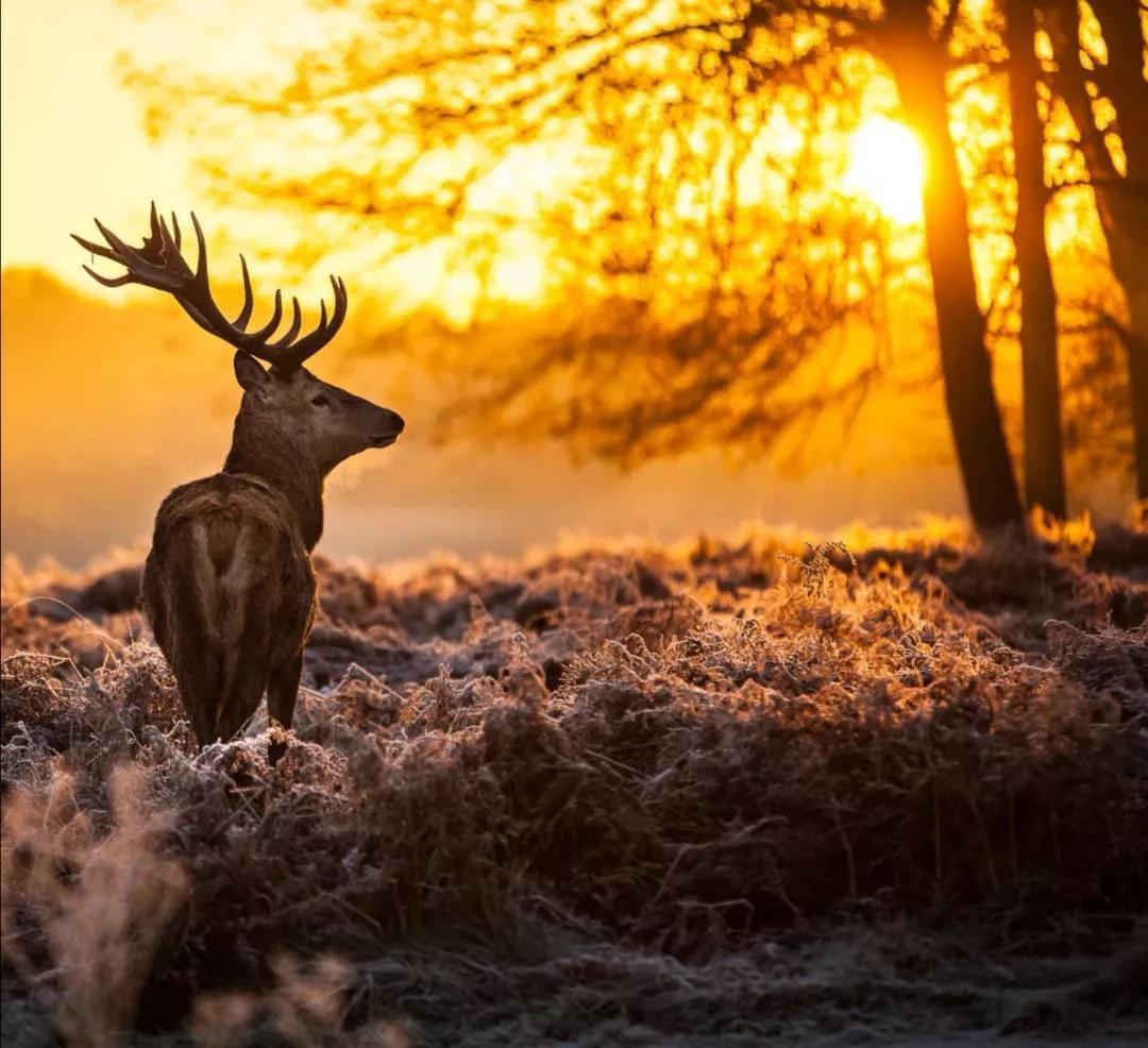 瑞雪古诗100首,瑞雪相关诗