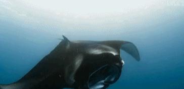 9.9恋爱游戏,9.9分恋爱番