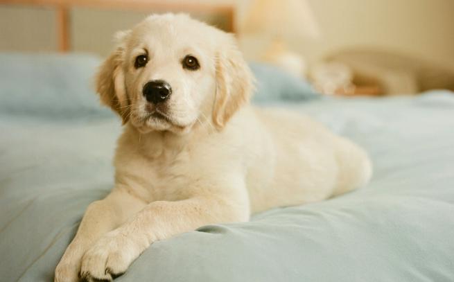 金毛8个月胆子特别小怎么办,金毛胆子小不敢出门怎么办