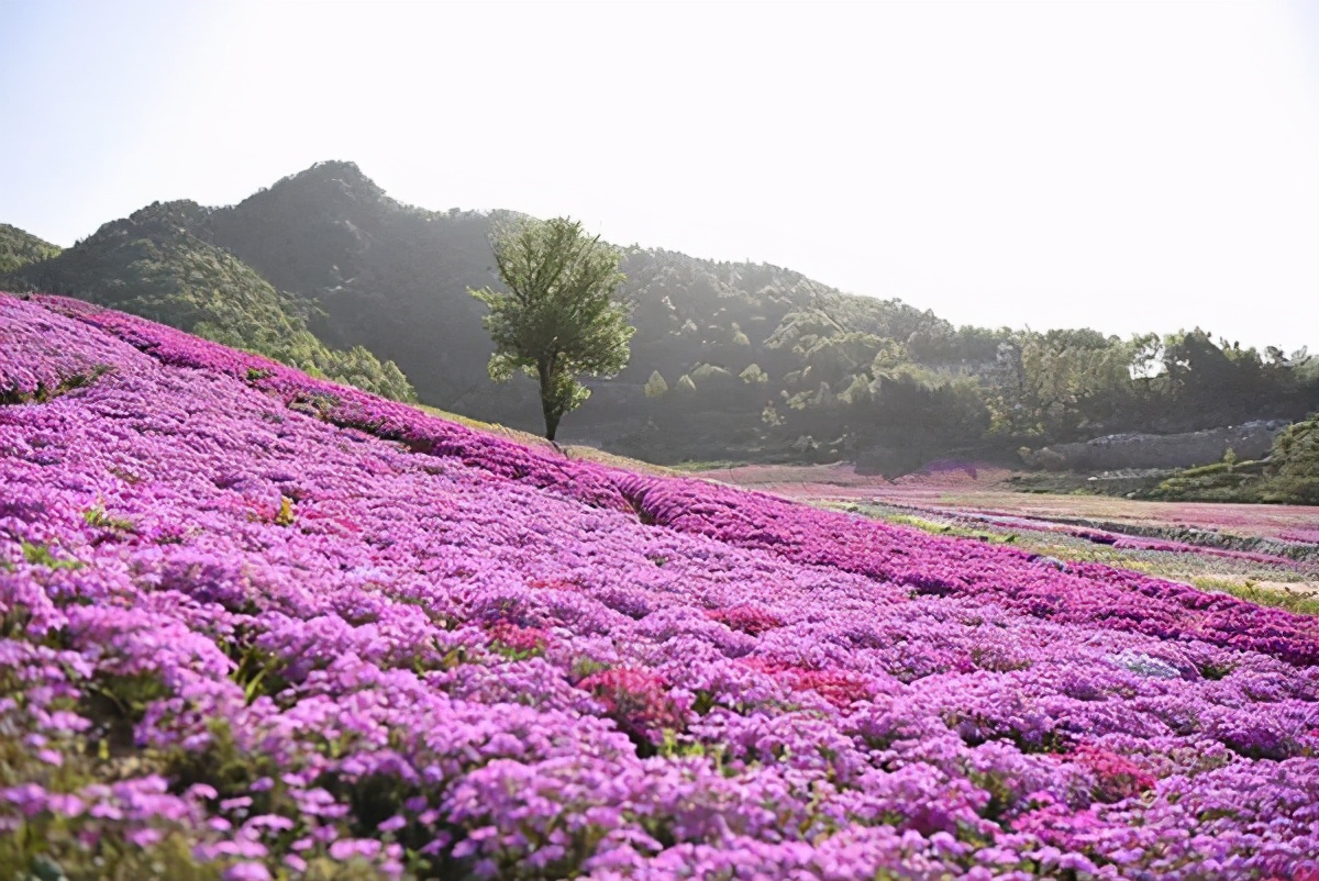 长三角城市群最佳旅游线路,长三角示范区旅游详细攻略