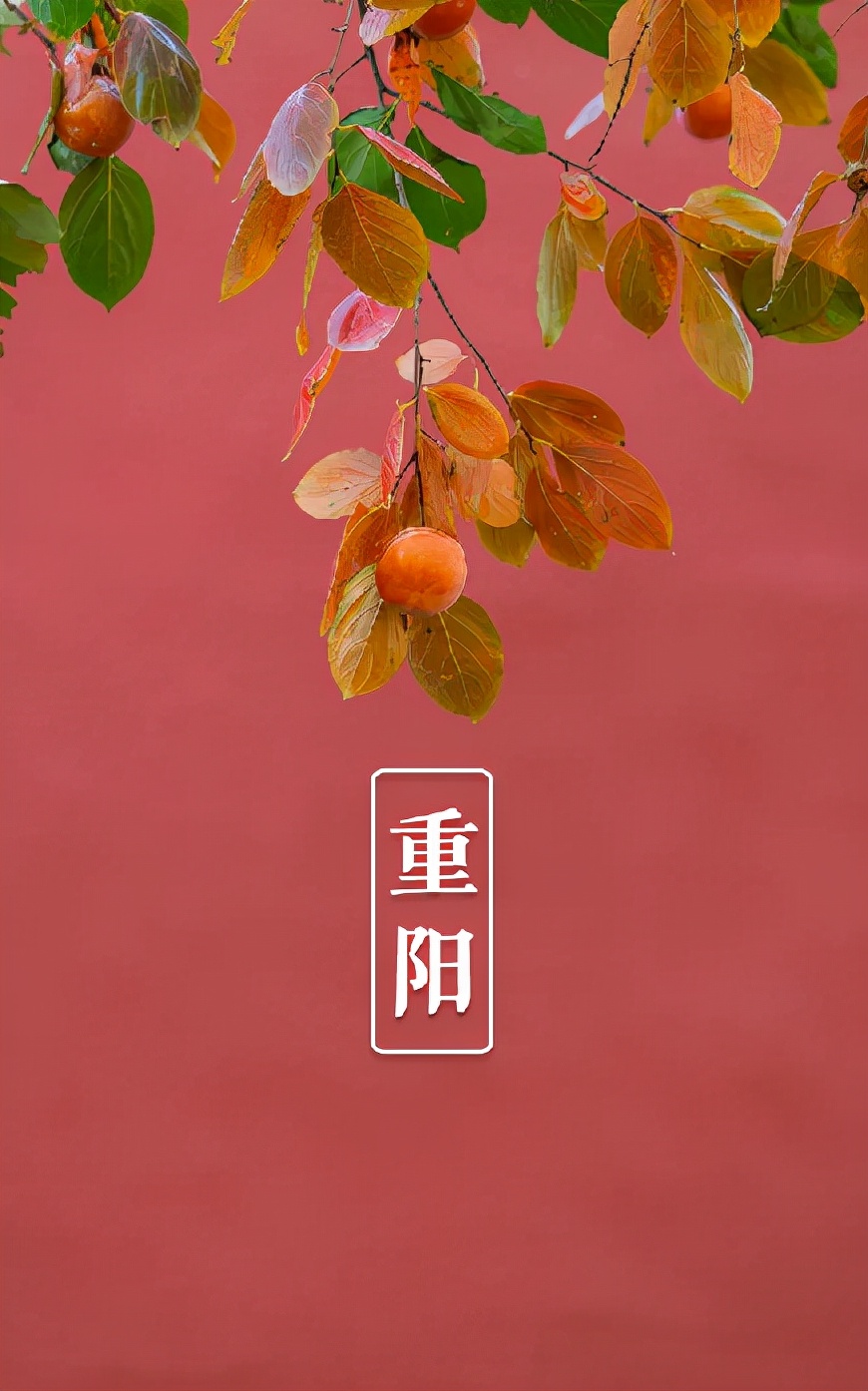 有关重阳节的诗句15篇,10首关于重阳节的诗词欣赏