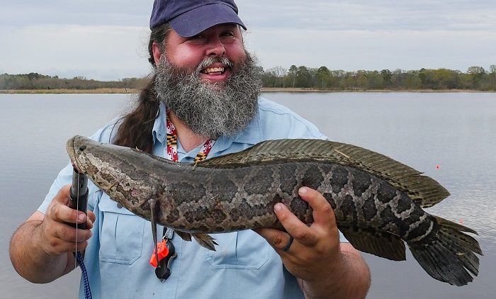 蛇头鱼国外成灾,称霸北美的蛇头鱼